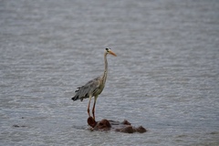 Ardea cinerea cinerea
