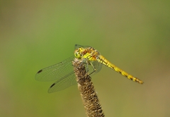 Sympetrum