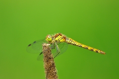 Sympetrum