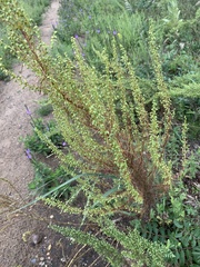 Artemisia campestris