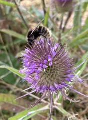 Bombus campestris