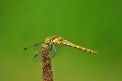 Sympetrum