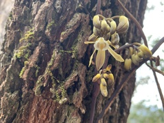 Erythrorchis cassythoides