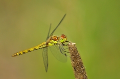 Sympetrum