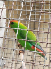 Loriculus