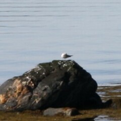 Laridae