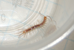 Lithobius forficatus