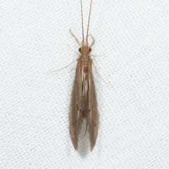 Oecetis inconspicua