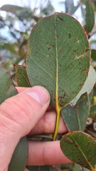 Eucalyptus kitsoniana