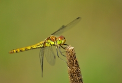 Sympetrum
