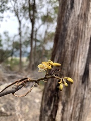 Erythrorchis cassythoides