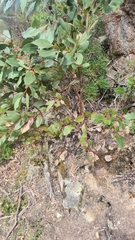 Eucalyptus kitsoniana
