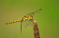 Sympetrum