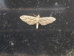 Eupithecia phoeniceata