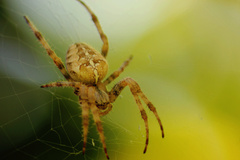 Araneus diadematus