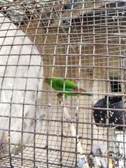Loriculus