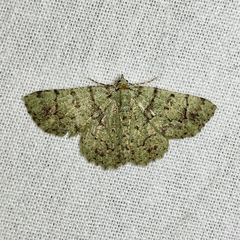 Aeolochroma hypochromaria