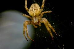 Araneus diadematus