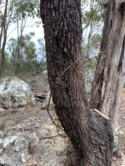 Erythrorchis cassythoides