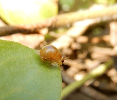 Celyphus difficilis