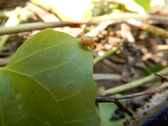 Celyphus difficilis