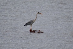 Ardea cinerea cinerea