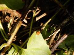 Celyphus difficilis