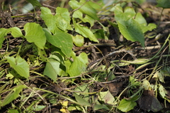 Celyphus difficilis
