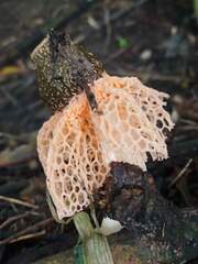 Phallus haitangensis