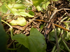 Celyphus difficilis