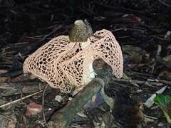 Phallus haitangensis