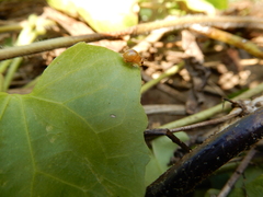 Celyphus difficilis