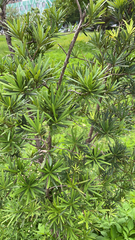 Podocarpus macrophyllus