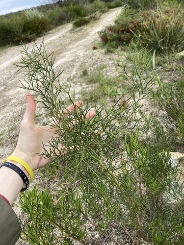 Image of Daviesia divaricata by (c) Thomas Mesaglio, some rights reserved (CC BY)