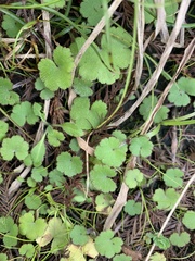 Hydrocotyle bowlesioides