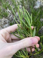Scaevola anchusifolia