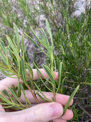 Scaevola anchusifolia