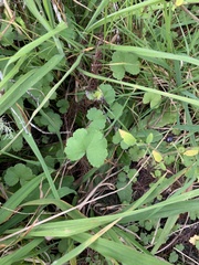 Hydrocotyle bowlesioides