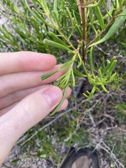Scaevola anchusifolia
