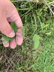 Hydrocotyle bowlesioides