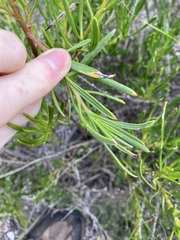 Scaevola anchusifolia