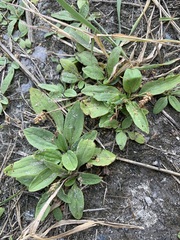 Plantago depressa