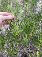 Scaevola anchusifolia