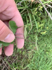 Hydrocotyle bowlesioides