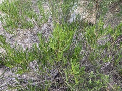 Scaevola anchusifolia