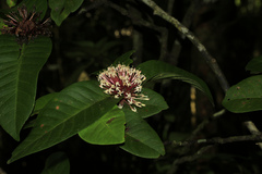Ixora comptonii