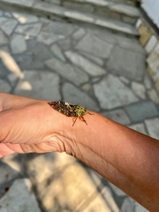 Cicadoidea