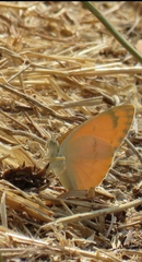 Colotis fausta