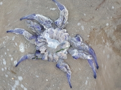 Rhizostoma pulmo