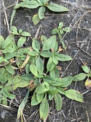 Plantago depressa